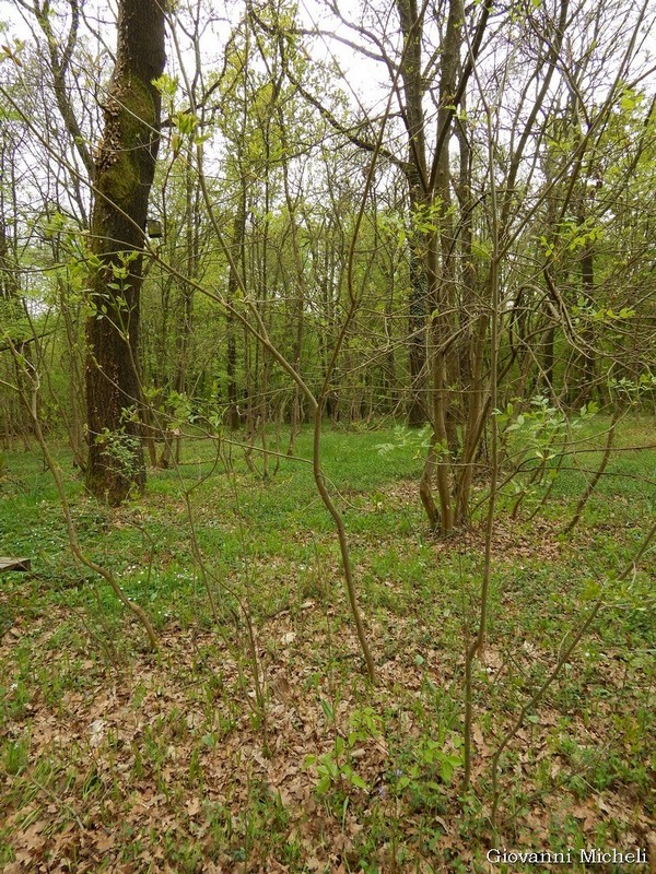 Fraxinus ornus (cfr.) - Oleaceae